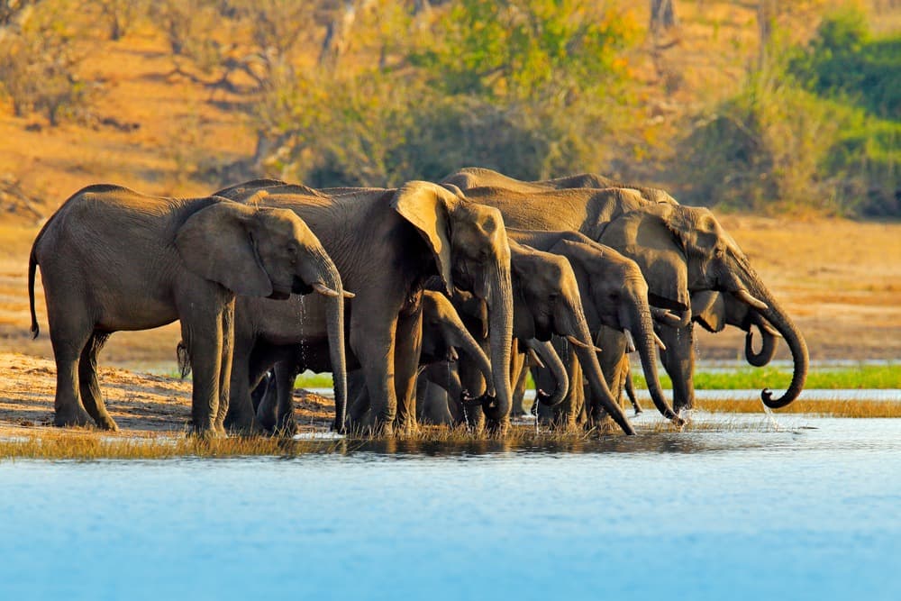 Parc National de Chobe