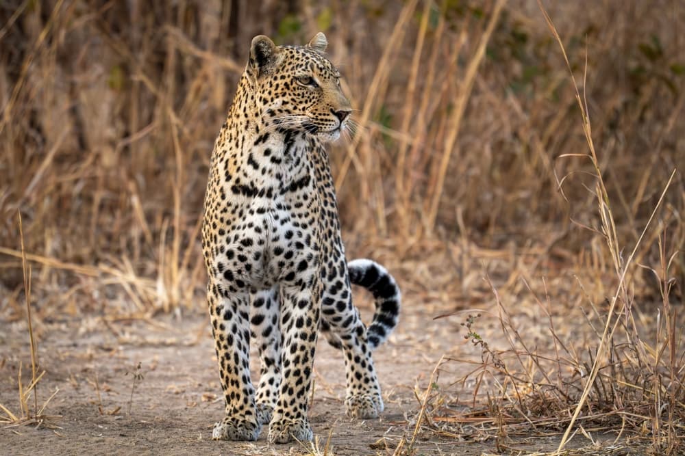 Parc national de South Luangwa