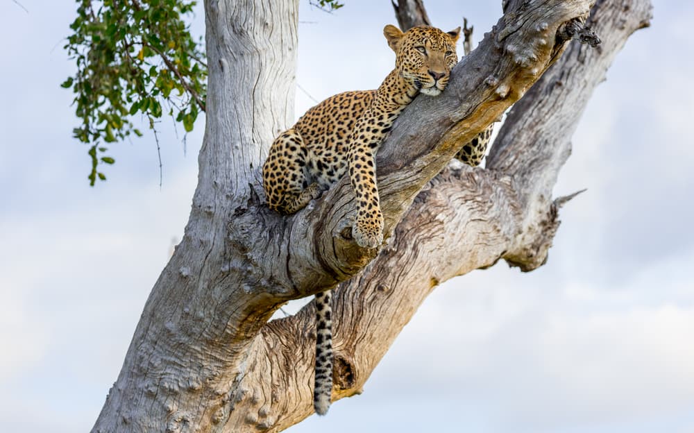 Parc national de South Luangwa